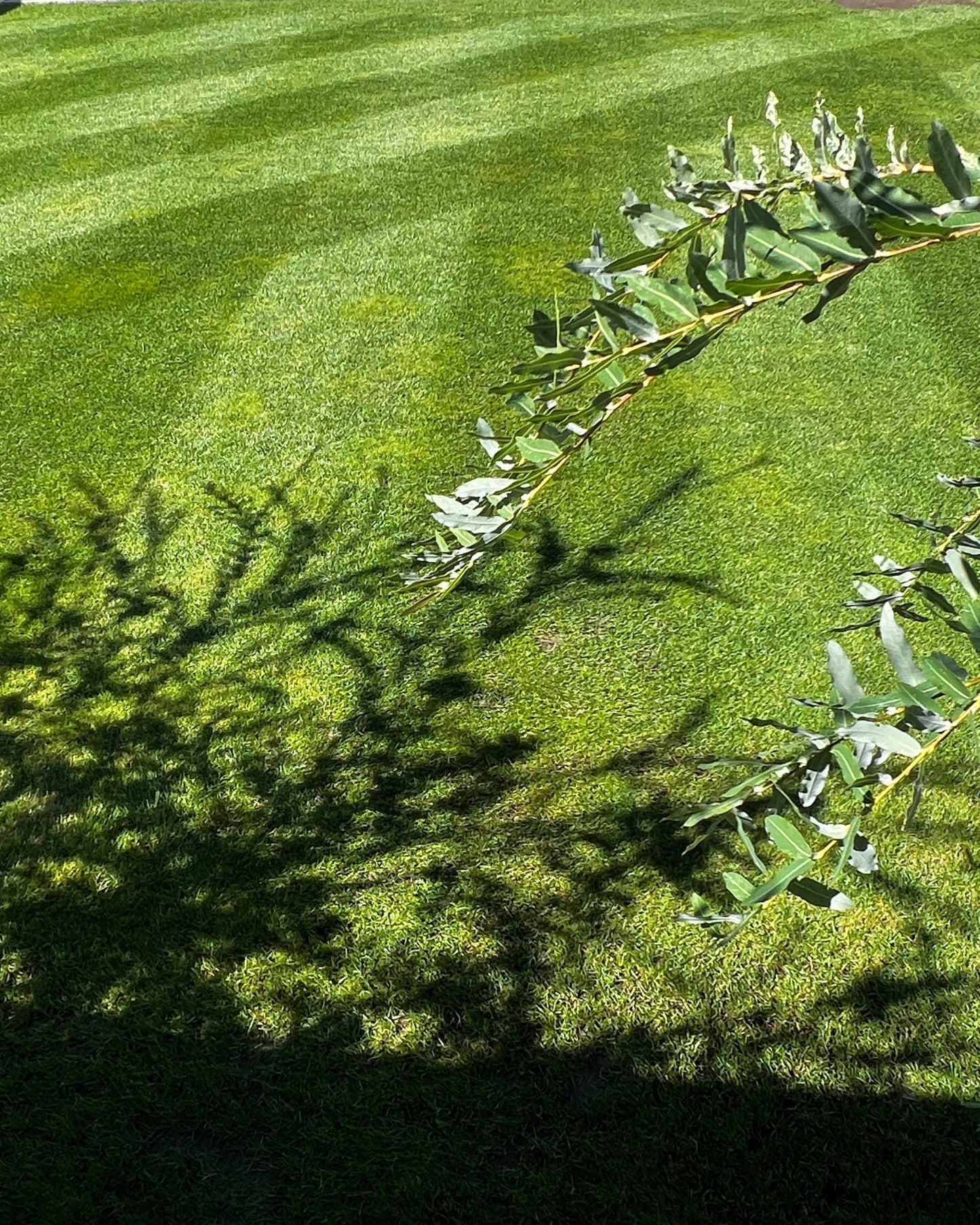 Rasendünger - Sommer